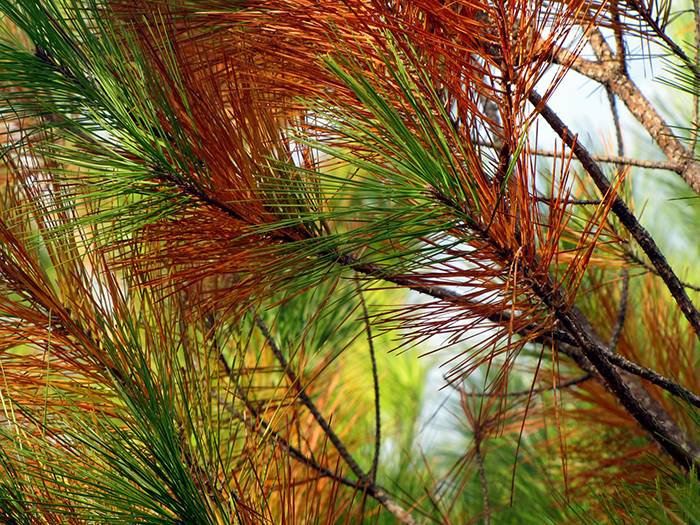 missoula-tree-trimming