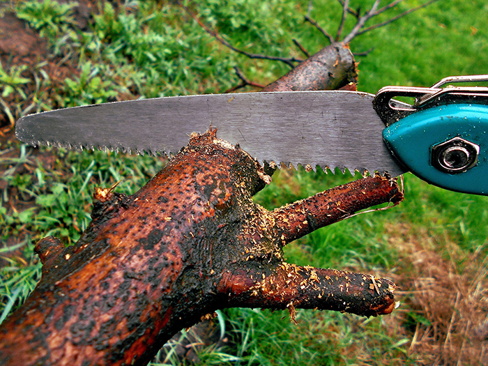 tree-trimming-missoula-mt