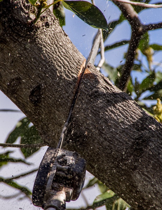 Missoula Tree Trimming Services