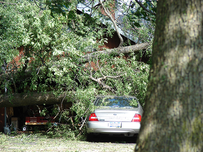 emergency-tree-services-missoula-mt