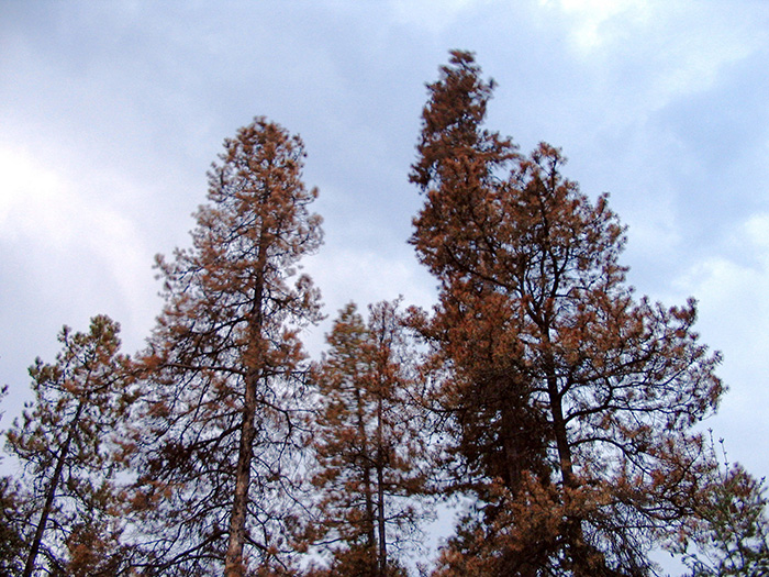 large-dead-tree-branches-tree-removal-missoula-mt