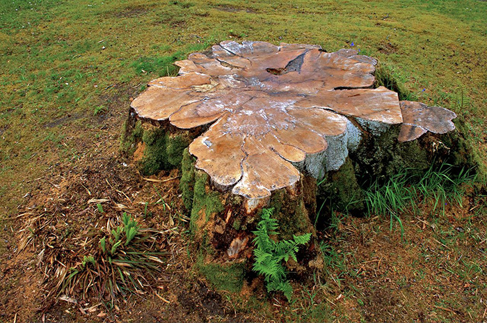 missoula-stump-removal