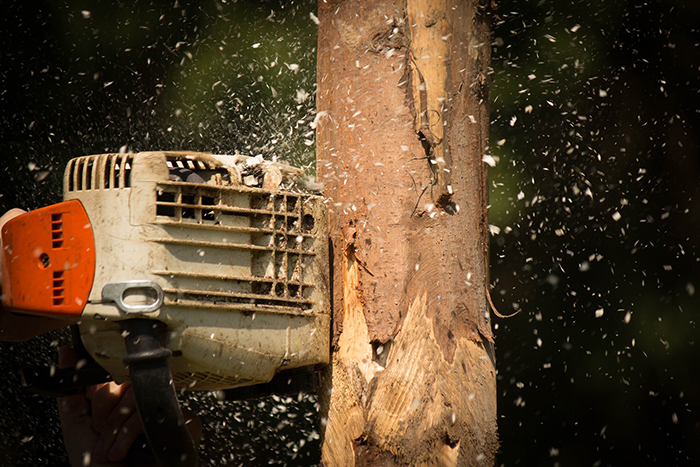 missoula-tree-removal